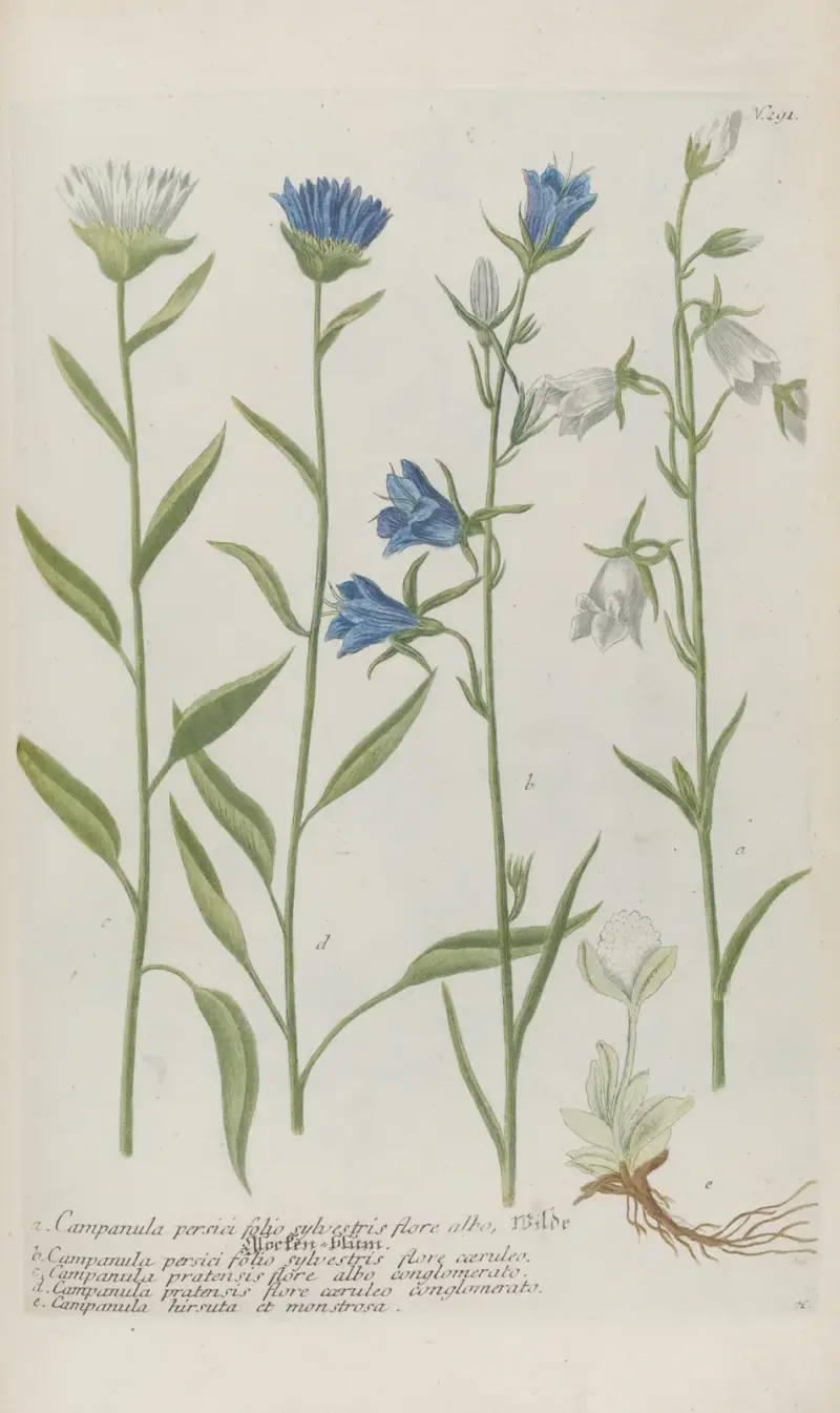 Phytanthoza iconographia Pl.014 av Johann Wilhelm Weinmann