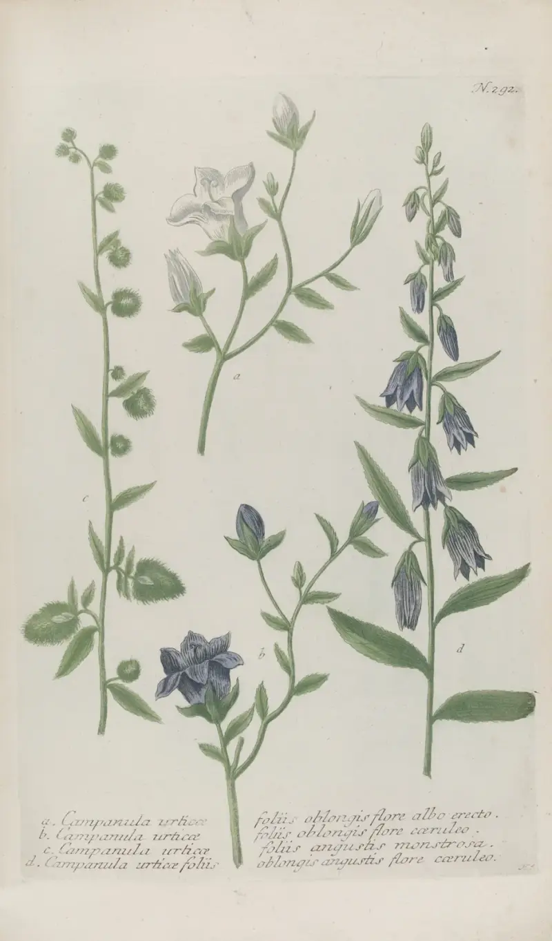 Phytanthoza iconographia Pl.015 av Johann Wilhelm Weinmann