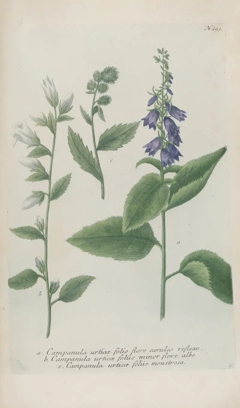 Phytanthoza iconographia Pl.016 av Johann Wilhelm Weinmann