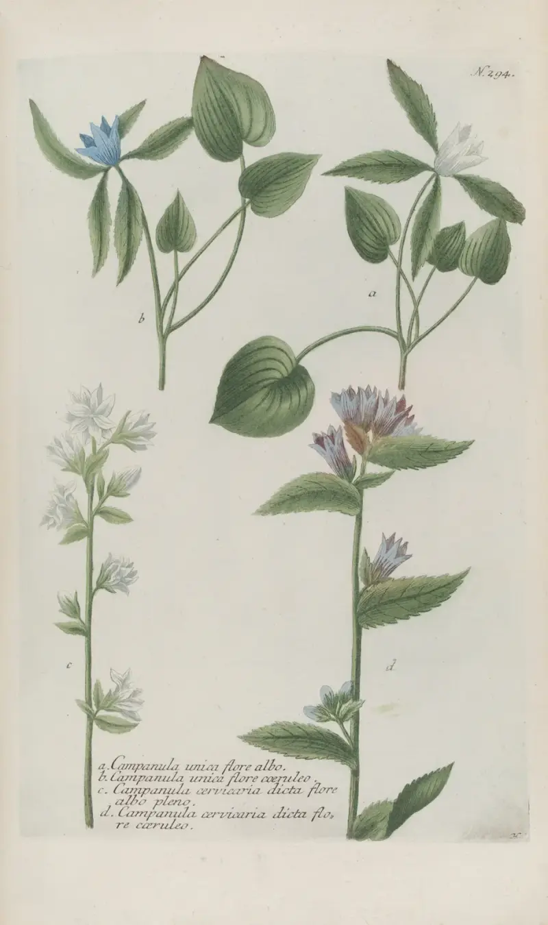 Phytanthoza iconographia Pl.017 av Johann Wilhelm Weinmann