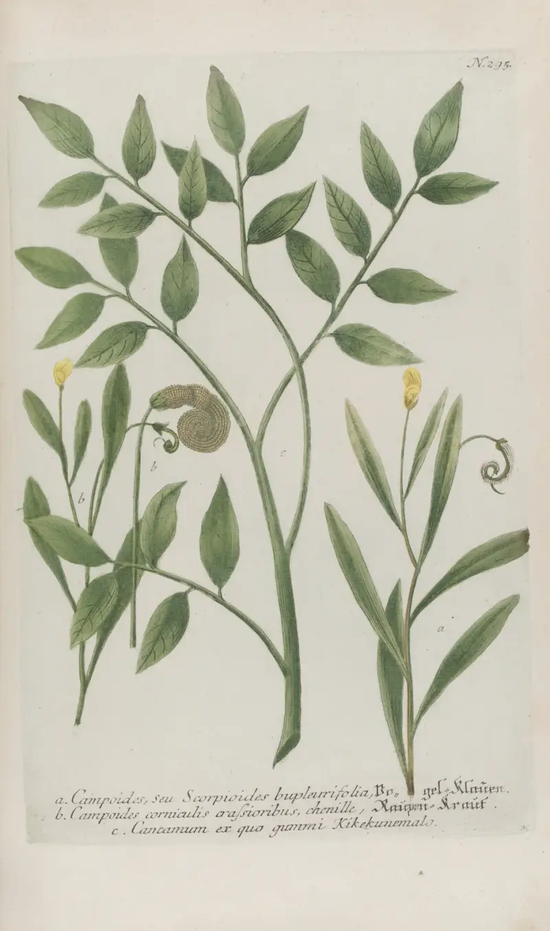 Phytanthoza iconographia Pl.018 av Johann Wilhelm Weinmann