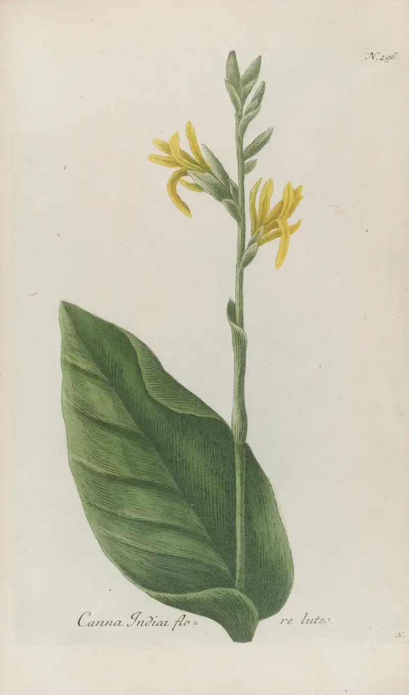 Phytanthoza iconographia Pl.019 av Johann Wilhelm Weinmann