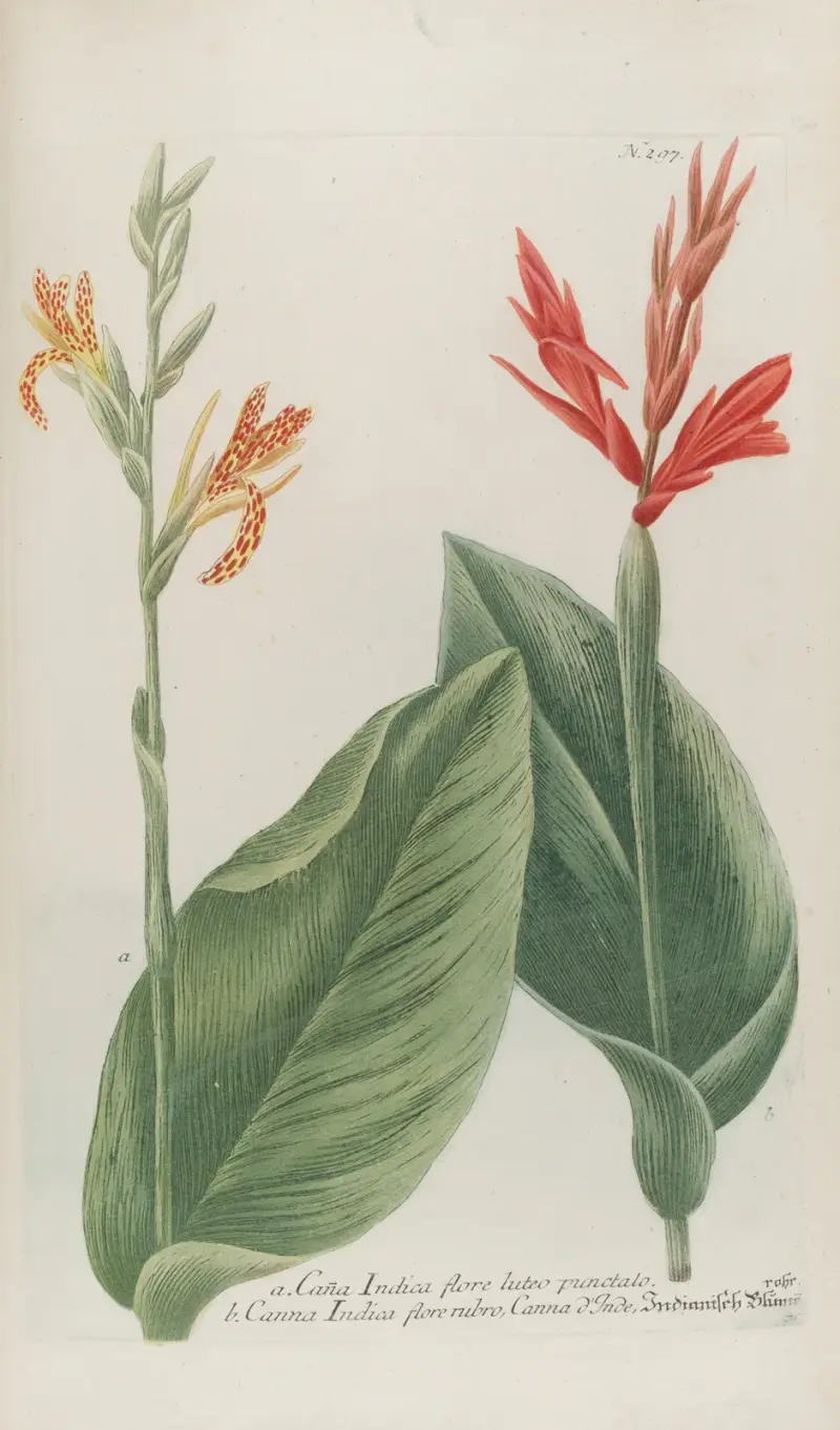 Phytanthoza iconographia Pl.020 av Johann Wilhelm Weinmann
