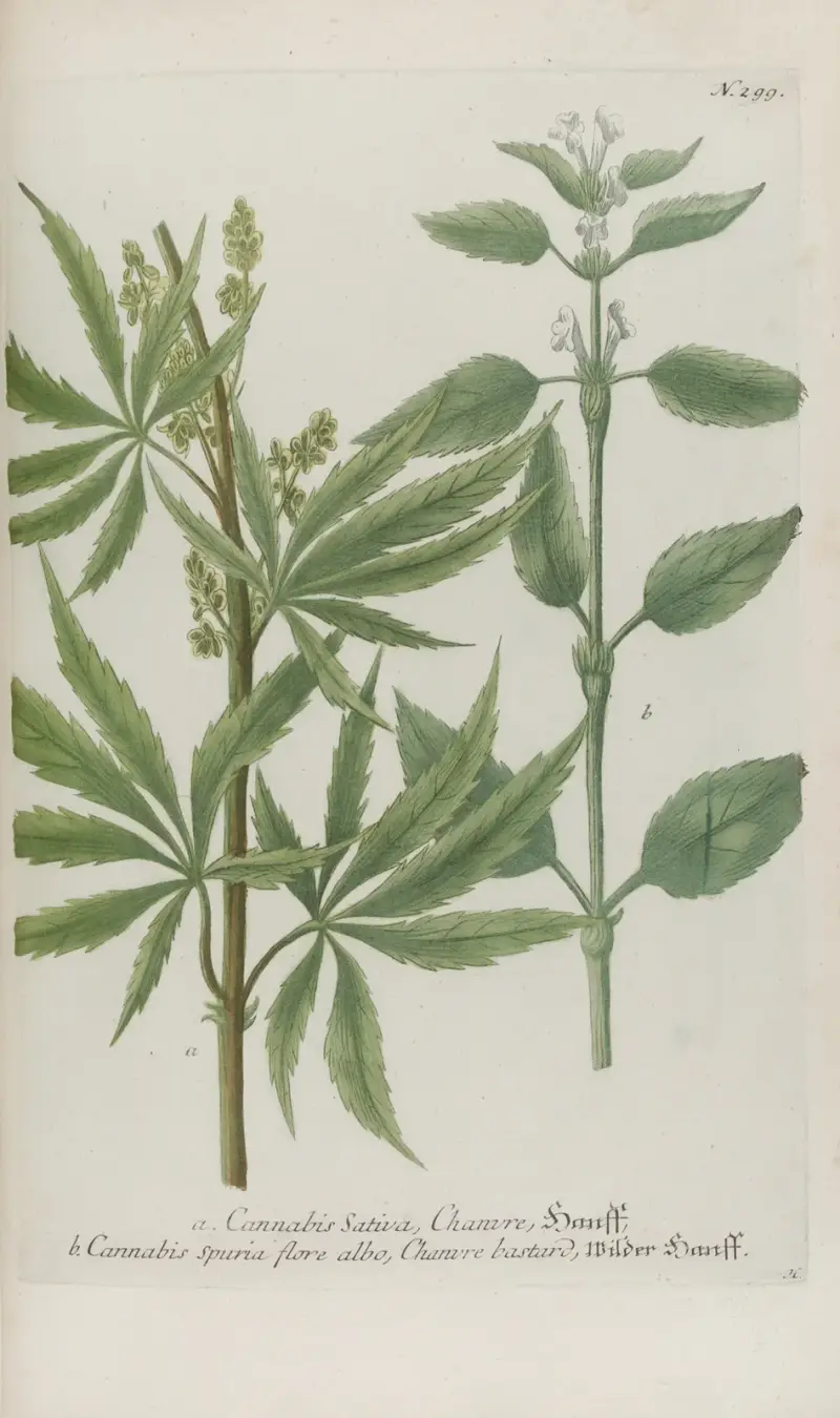 Phytanthoza iconographia Pl.022 av Johann Wilhelm Weinmann