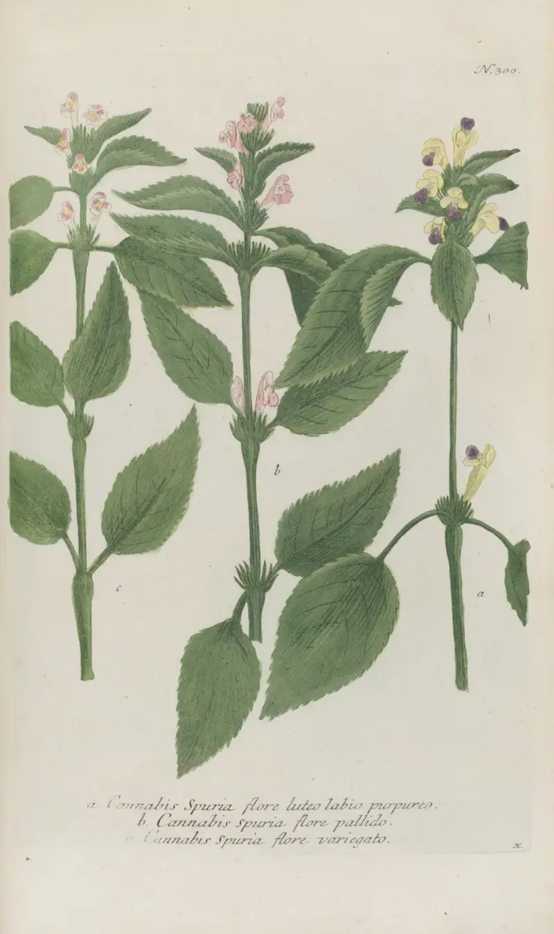 Phytanthoza iconographia Pl.023 av Johann Wilhelm Weinmann