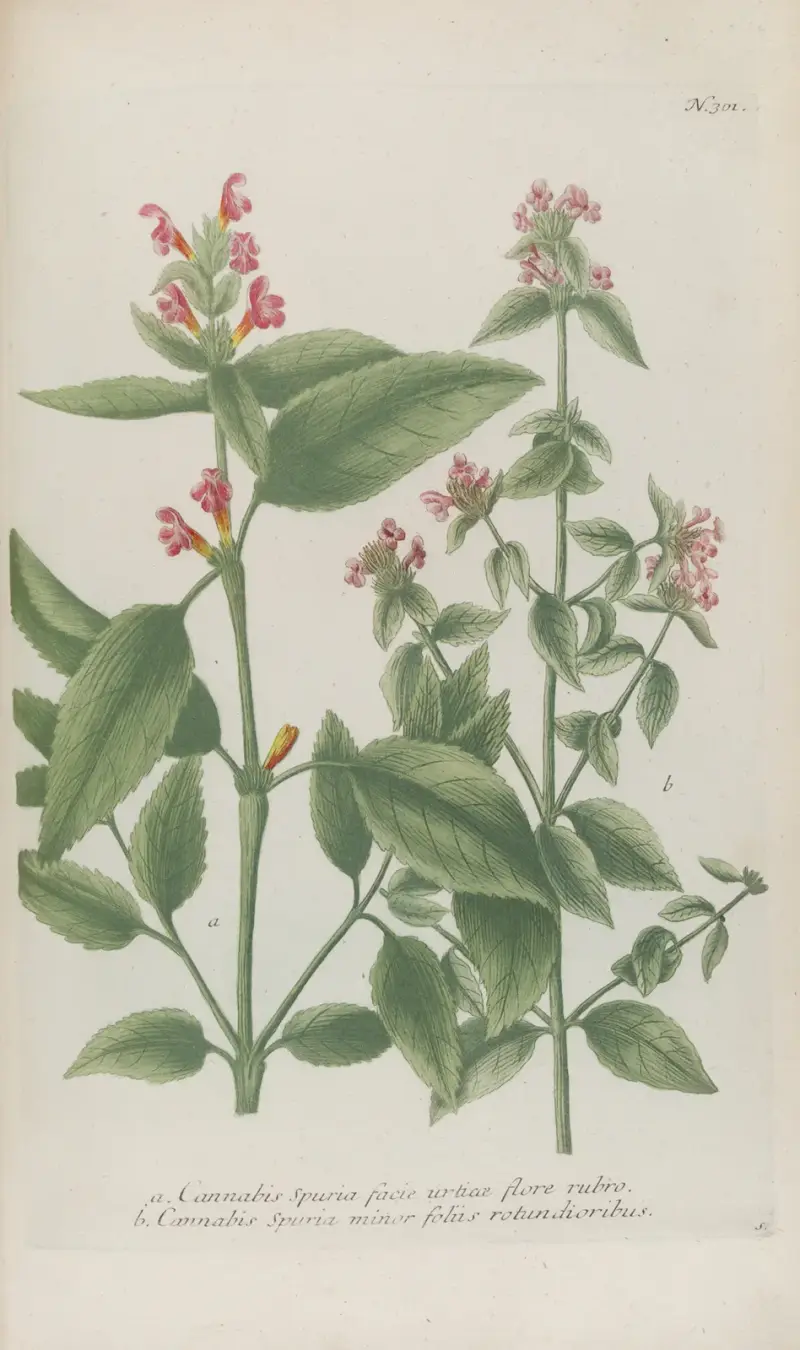 Phytanthoza iconographia Pl.024 av Johann Wilhelm Weinmann