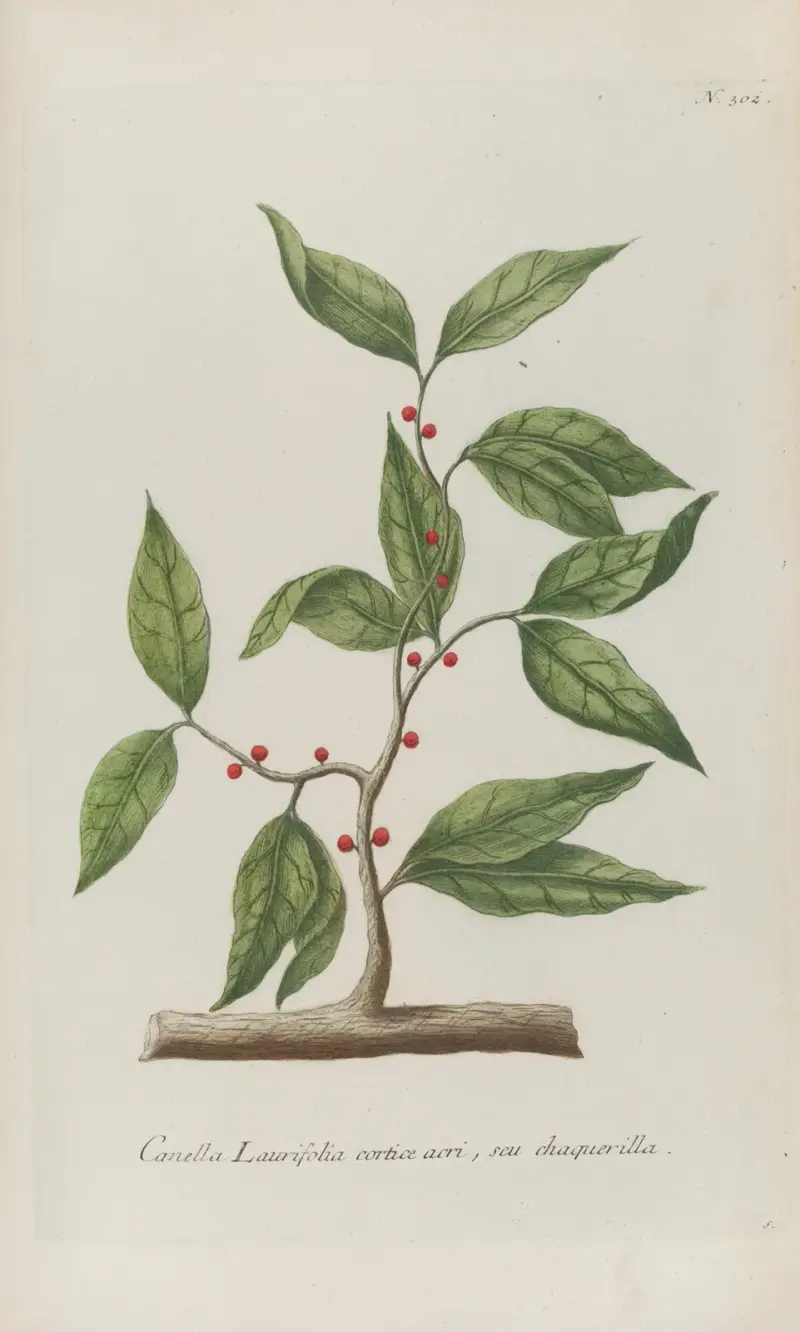 Phytanthoza iconographia Pl.025 av Johann Wilhelm Weinmann