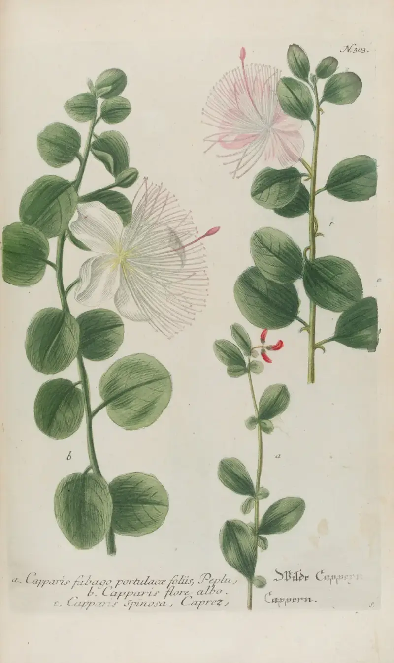 Phytanthoza iconographia Pl.026 av Johann Wilhelm Weinmann