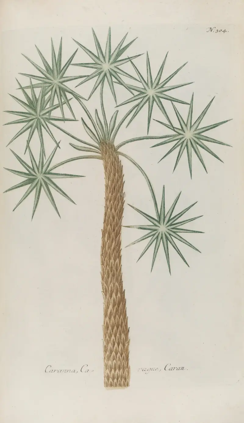 Phytanthoza iconographia Pl.027 av Johann Wilhelm Weinmann