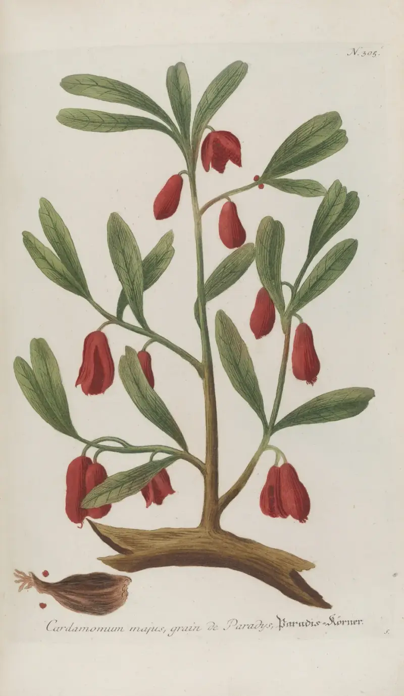 Phytanthoza iconographia Pl.028 av Johann Wilhelm Weinmann