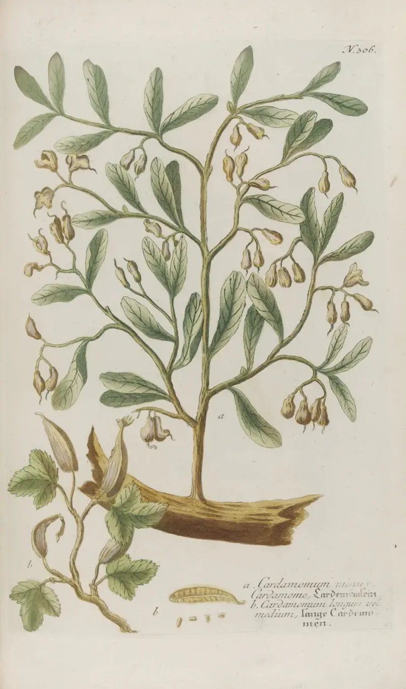 Phytanthoza iconographia Pl.029 av Johann Wilhelm Weinmann