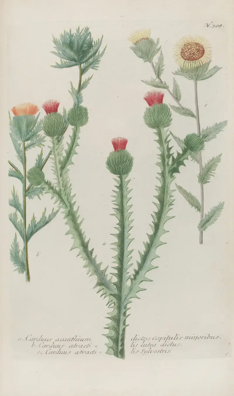 Phytanthoza iconographia Pl.031 av Johann Wilhelm Weinmann