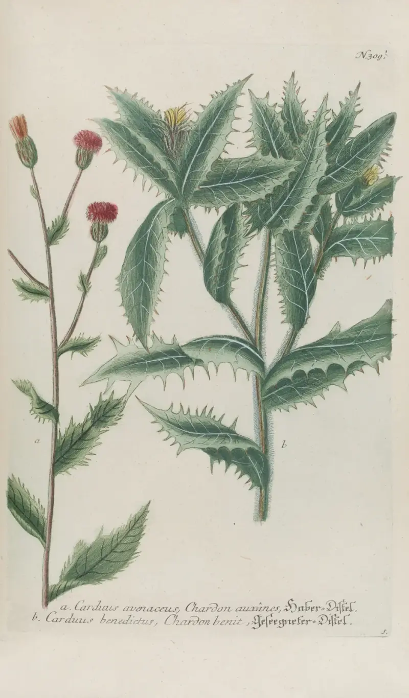Phytanthoza iconographia Pl.032 av Johann Wilhelm Weinmann