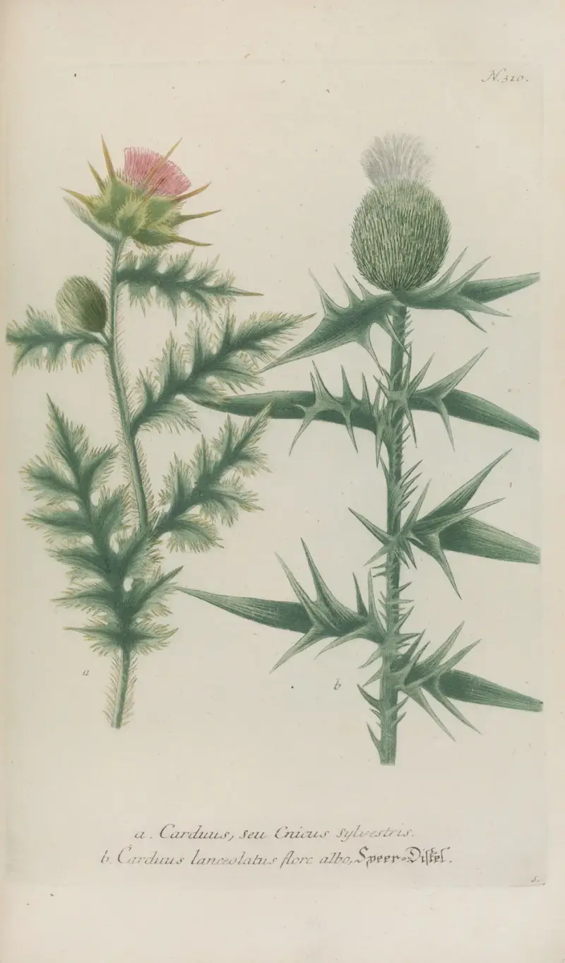 Phytanthoza iconographia Pl.033 av Johann Wilhelm Weinmann