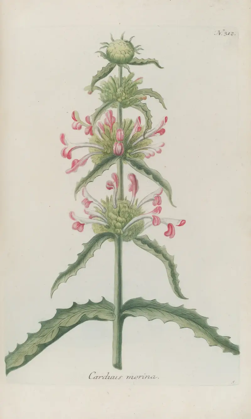 Phytanthoza iconographia Pl.035 av Johann Wilhelm Weinmann
