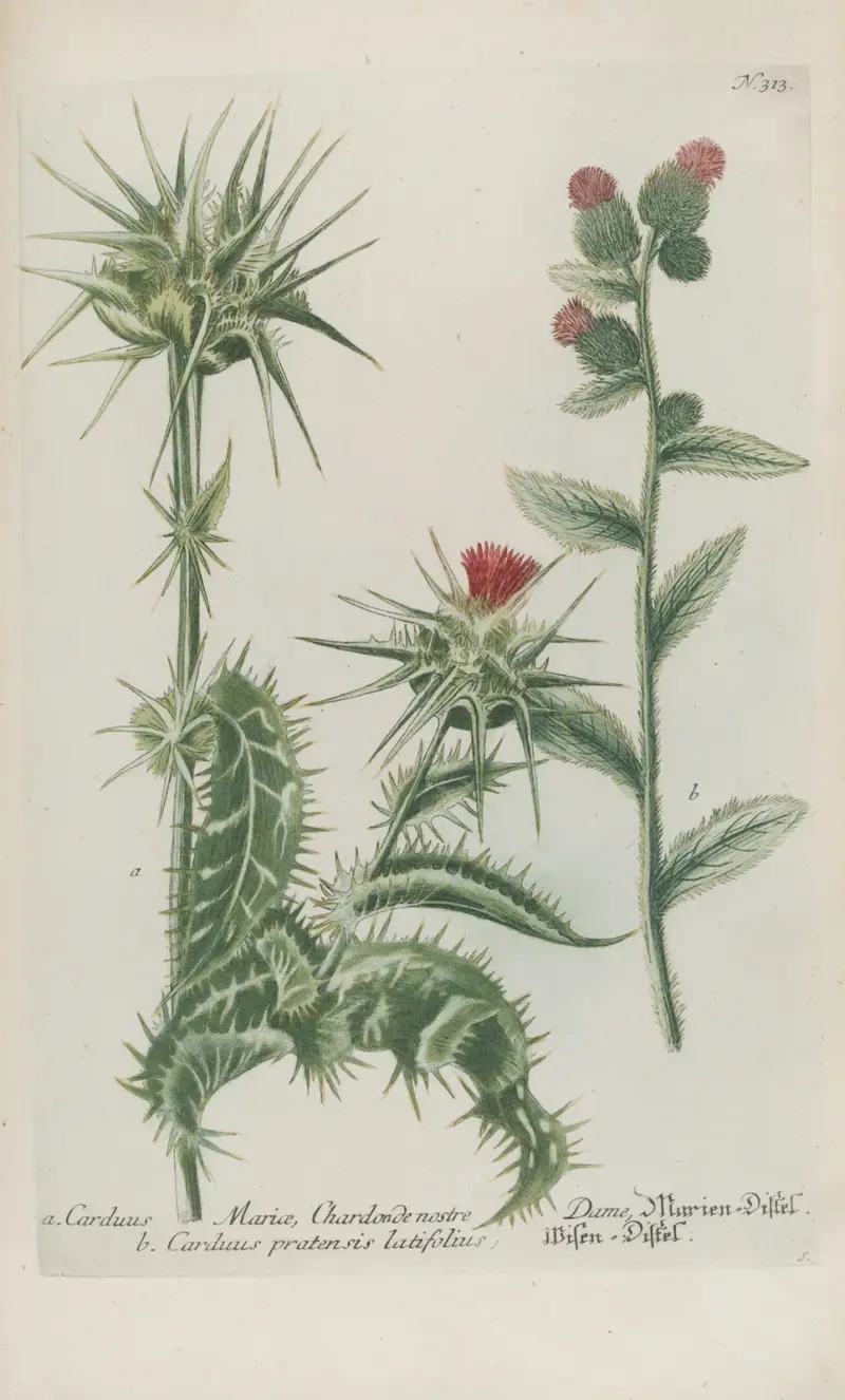 Phytanthoza iconographia Pl.036 av Johann Wilhelm Weinmann