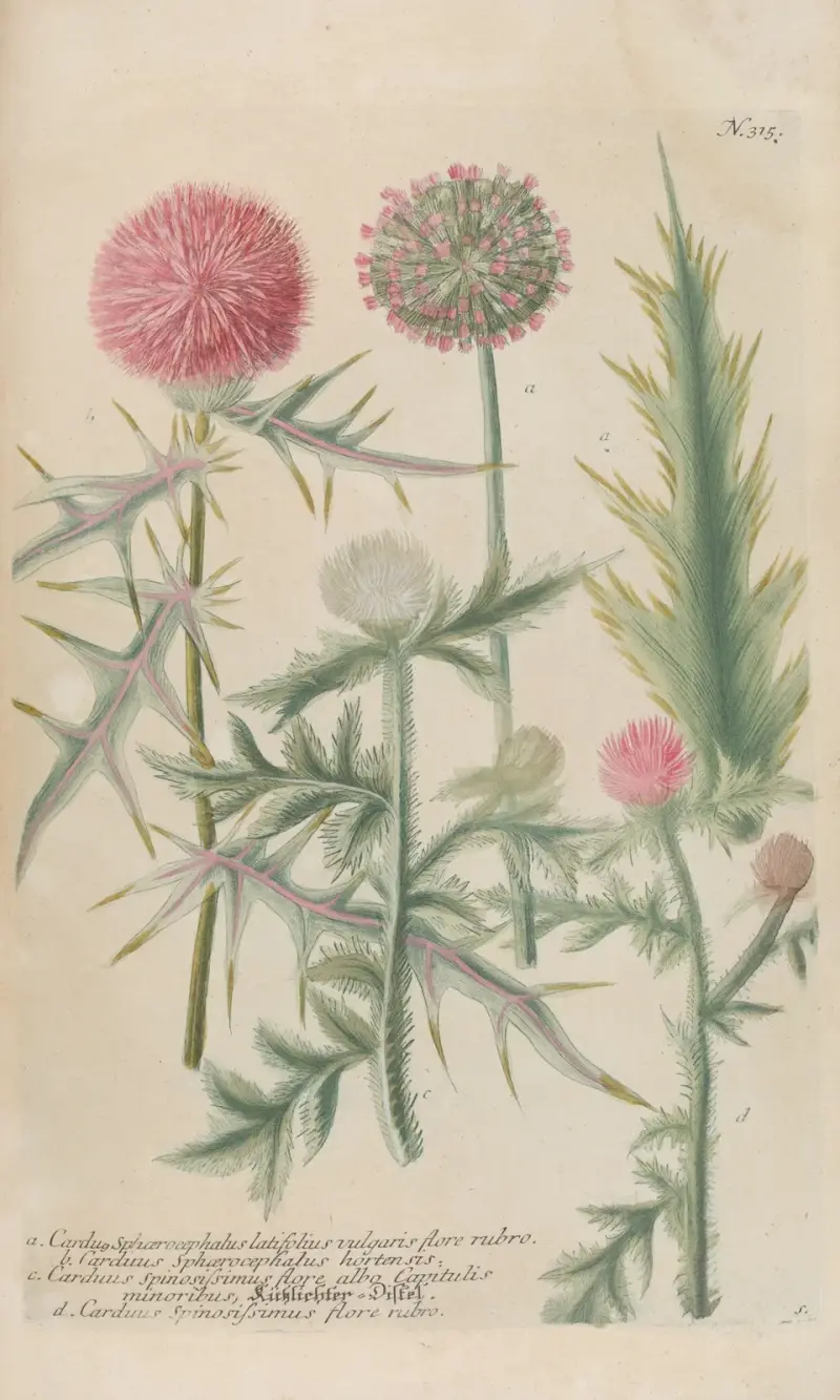 Phytanthoza iconographia Pl.038 av Johann Wilhelm Weinmann