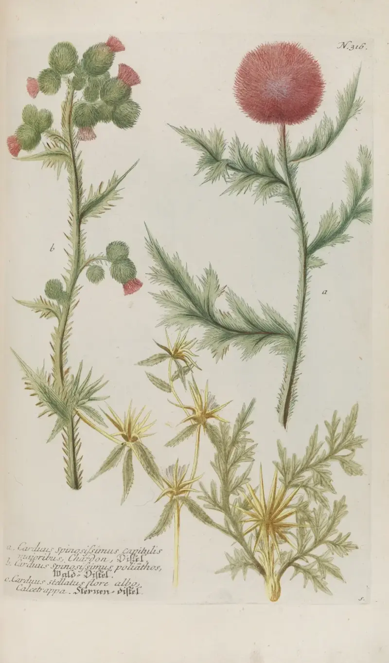 Phytanthoza iconographia Pl.039 av Johann Wilhelm Weinmann