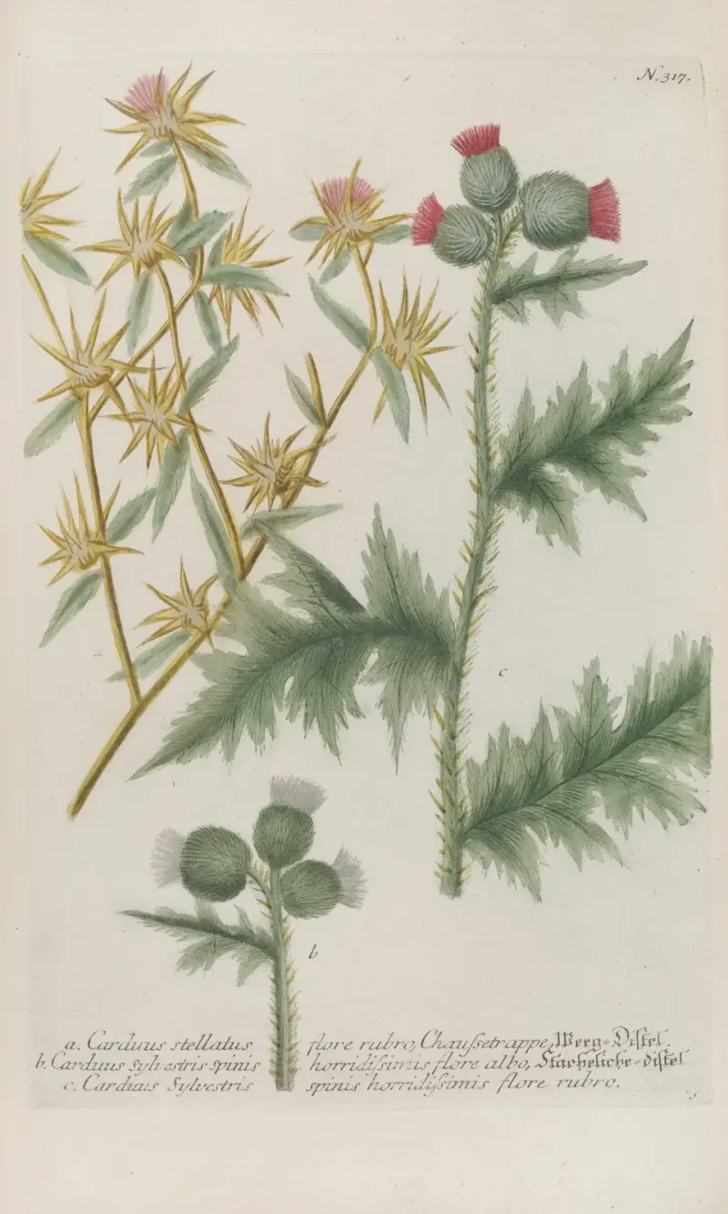 Phytanthoza iconographia Pl.040 av Johann Wilhelm Weinmann