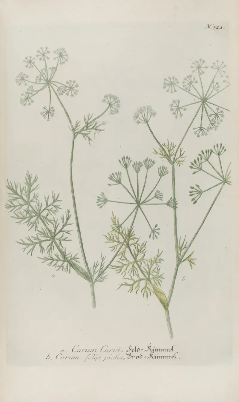 Phytanthoza iconographia Pl.044 av Johann Wilhelm Weinmann
