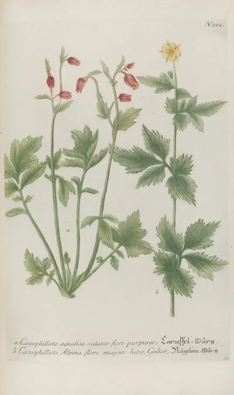 Phytanthoza iconographia Pl.045 av Johann Wilhelm Weinmann