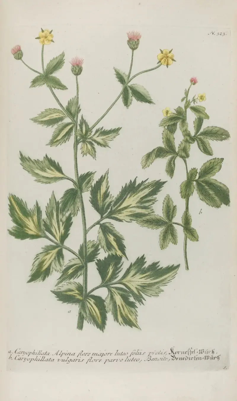 Phytanthoza iconographia Pl.046 av Johann Wilhelm Weinmann