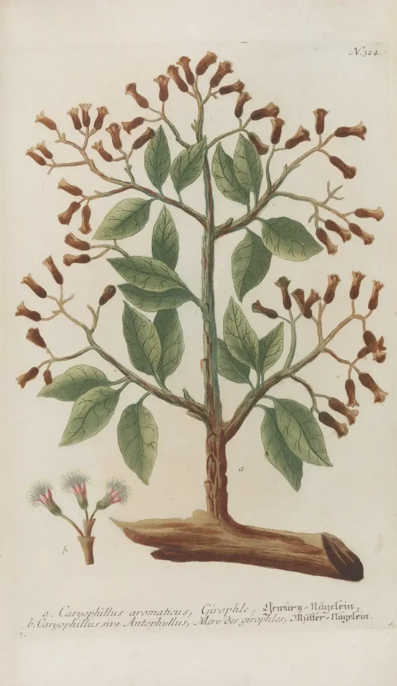 Phytanthoza iconographia Pl.047 av Johann Wilhelm Weinmann