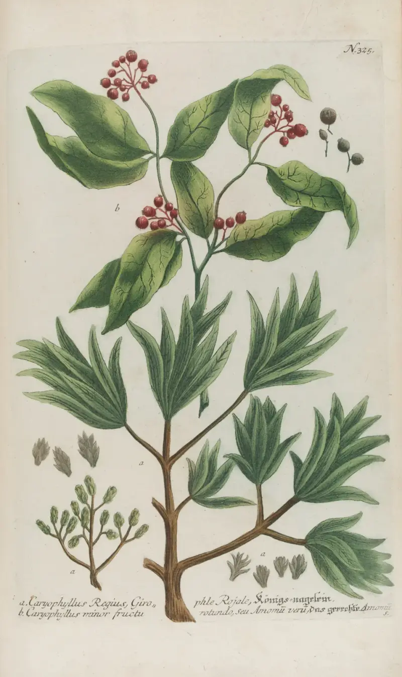 Phytanthoza iconographia Pl.048 av Johann Wilhelm Weinmann