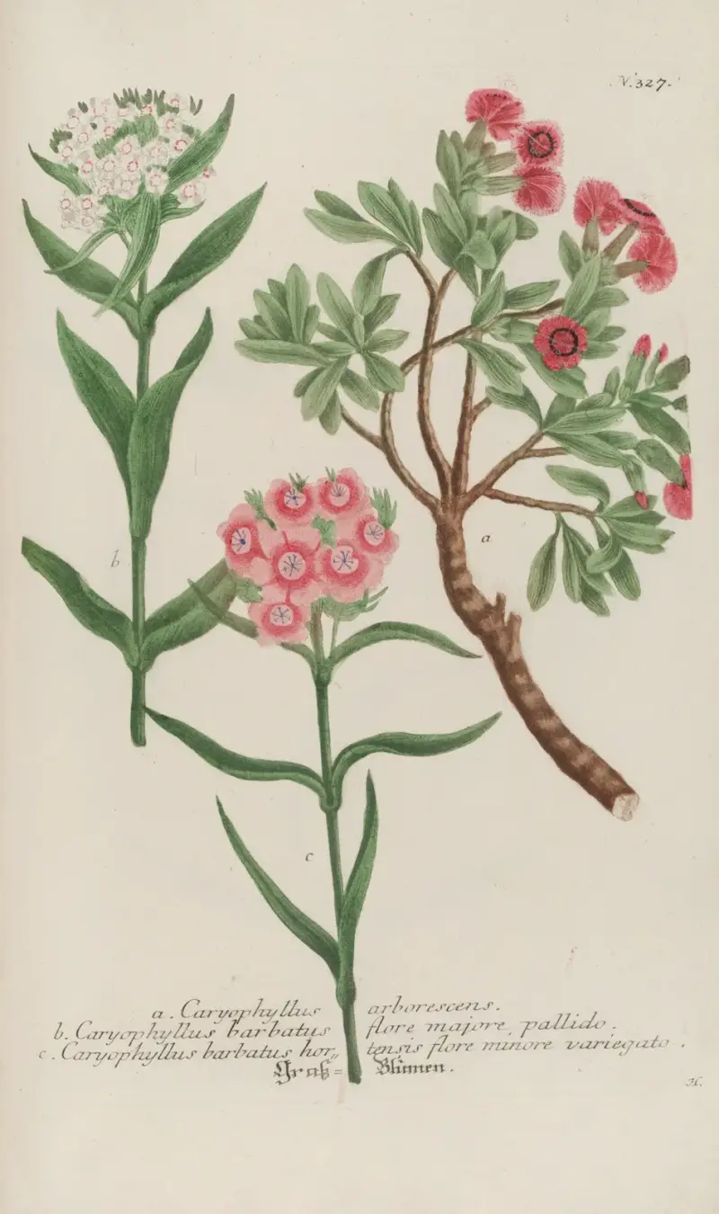 Phytanthoza iconographia Pl.050 av Johann Wilhelm Weinmann