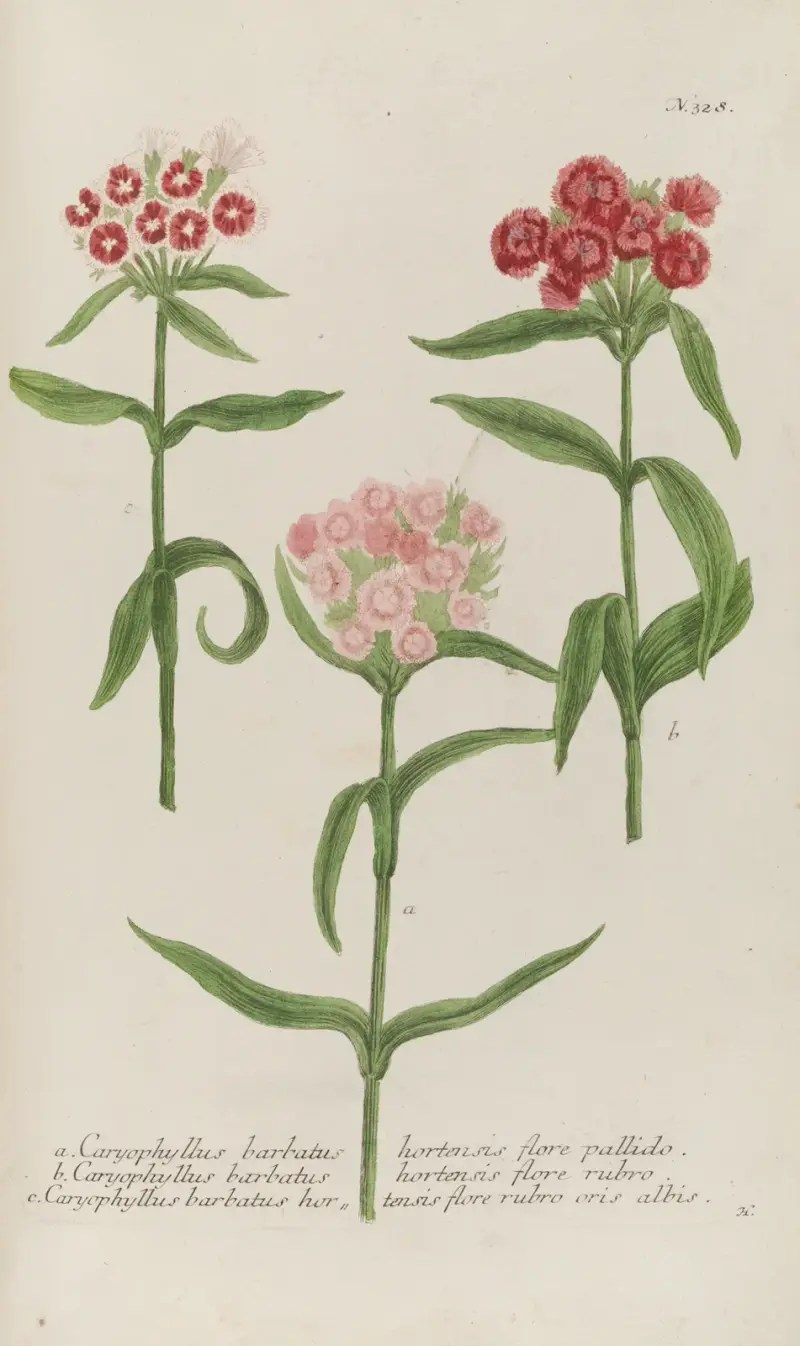 Phytanthoza iconographia Pl.051 av Johann Wilhelm Weinmann
