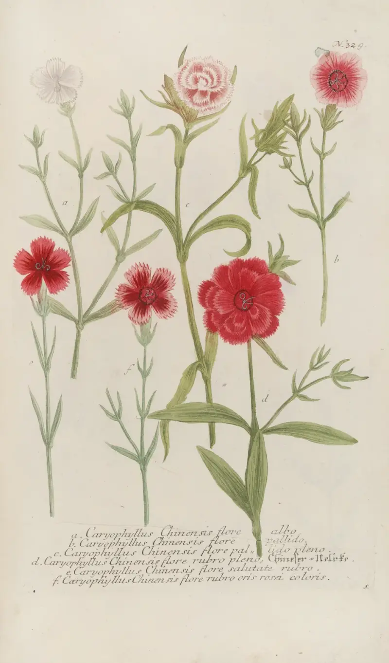 Phytanthoza iconographia Pl.052 av Johann Wilhelm Weinmann