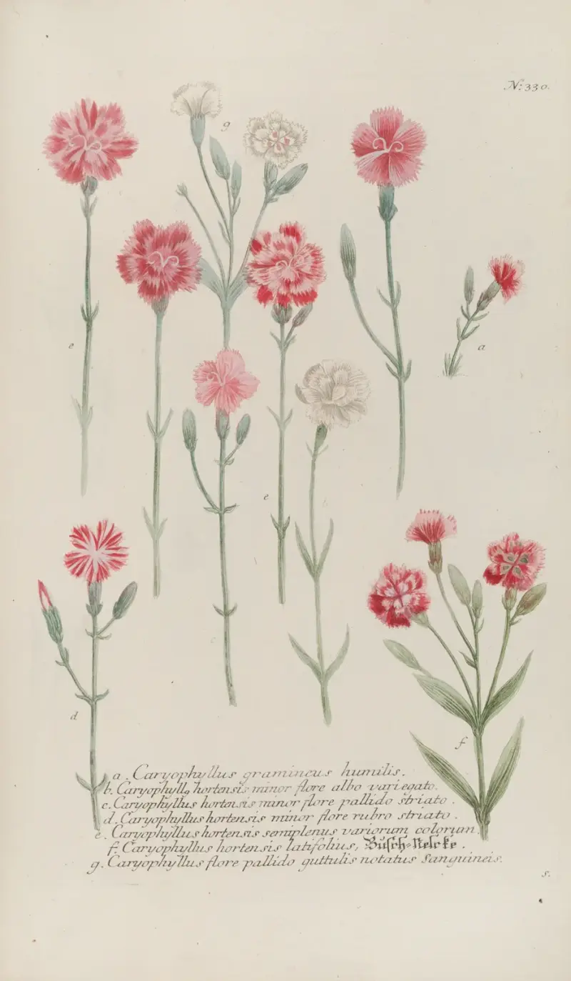 Phytanthoza iconographia Pl.053 av Johann Wilhelm Weinmann