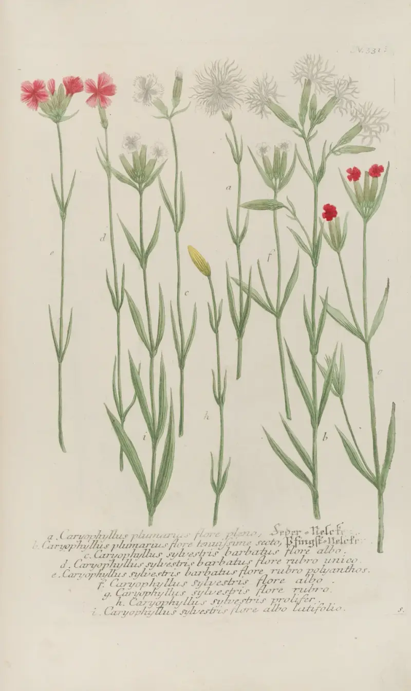 Phytanthoza iconographia Pl.054 av Johann Wilhelm Weinmann