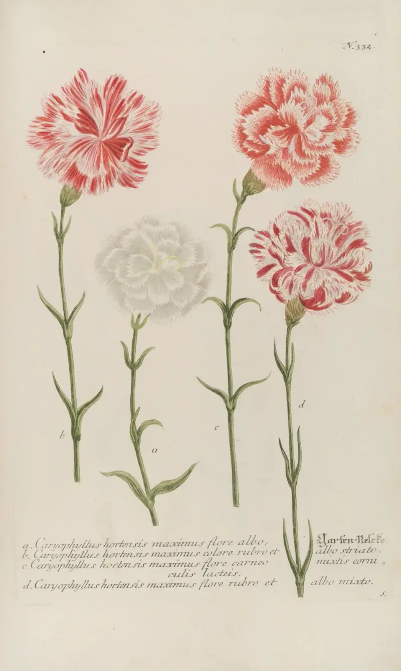 Phytanthoza iconographia Pl.055 av Johann Wilhelm Weinmann