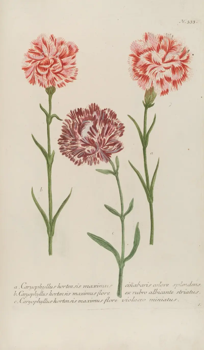 Phytanthoza iconographia Pl.056 av Johann Wilhelm Weinmann