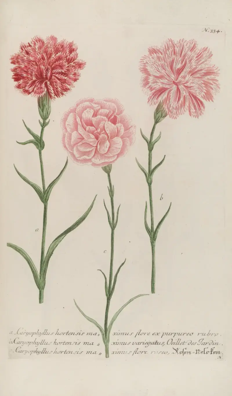 Phytanthoza iconographia Pl.057 av Johann Wilhelm Weinmann