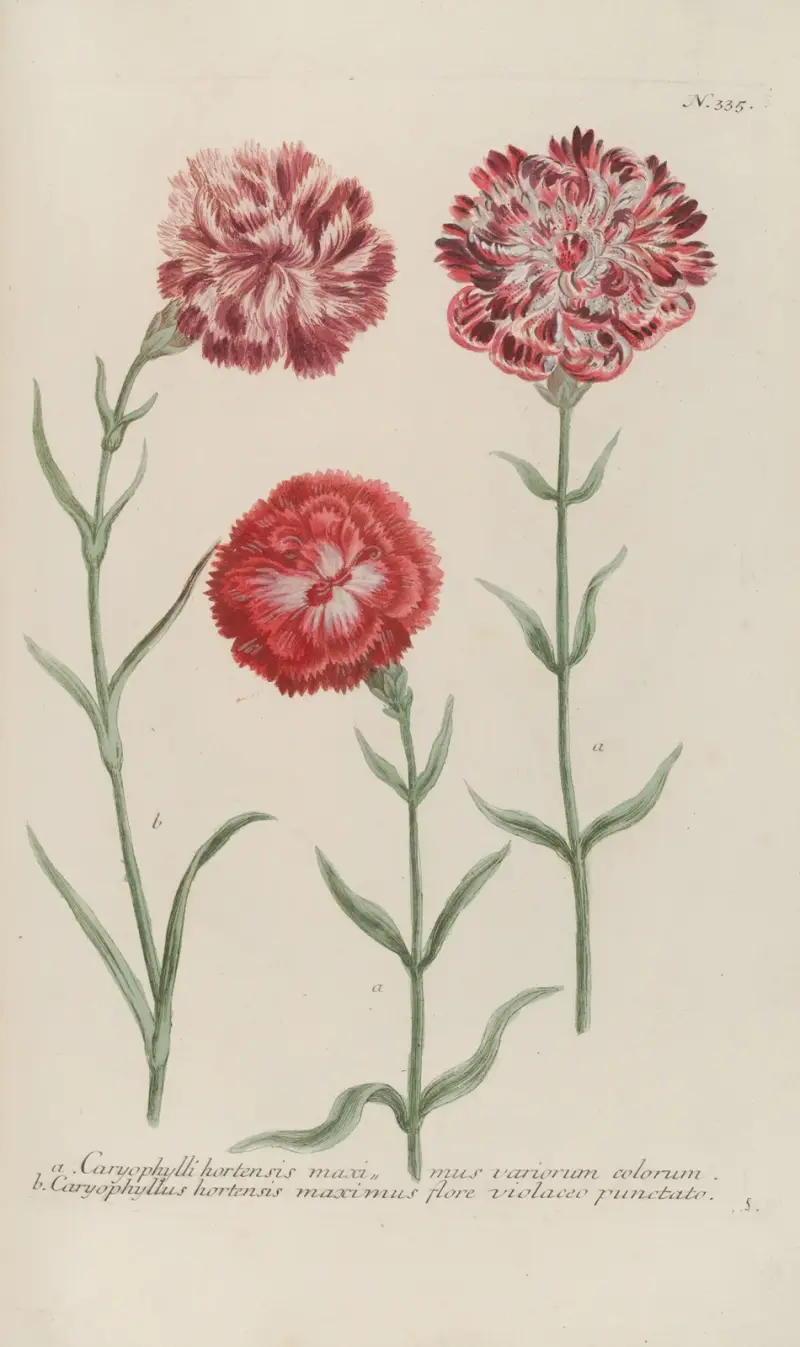 Phytanthoza iconographia Pl.058 av Johann Wilhelm Weinmann