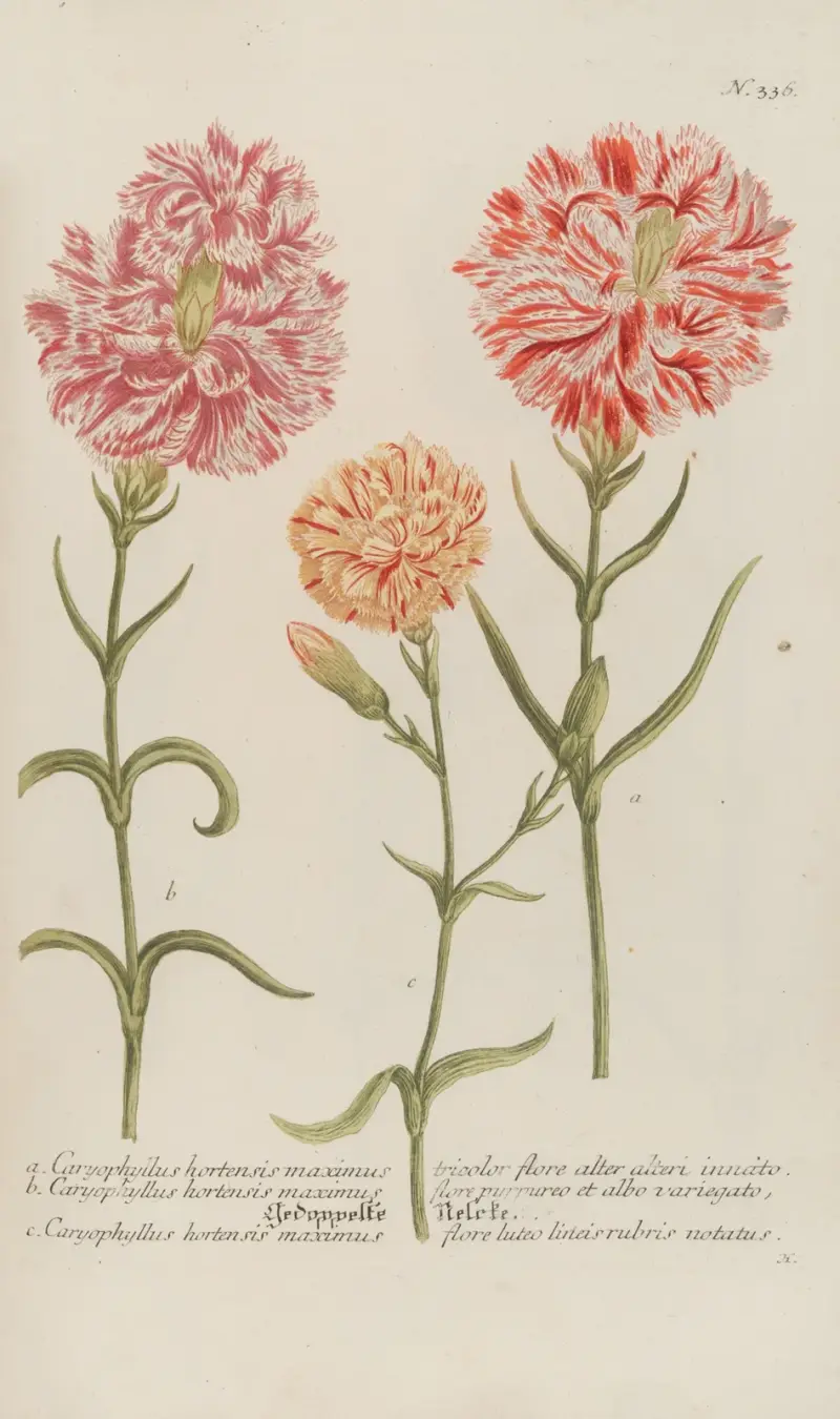 Phytanthoza iconographia Pl.059 av Johann Wilhelm Weinmann