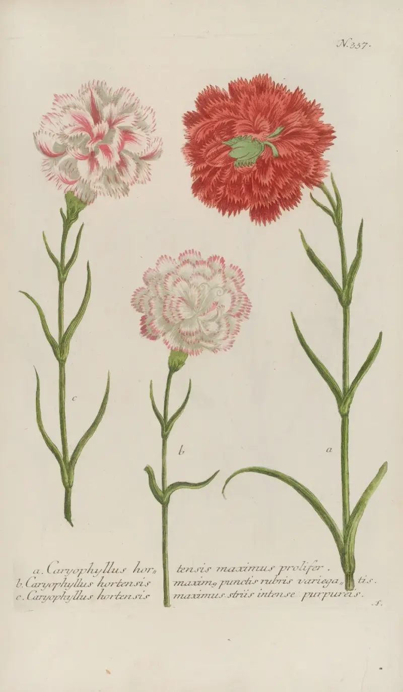 Phytanthoza iconographia Pl.060 av Johann Wilhelm Weinmann