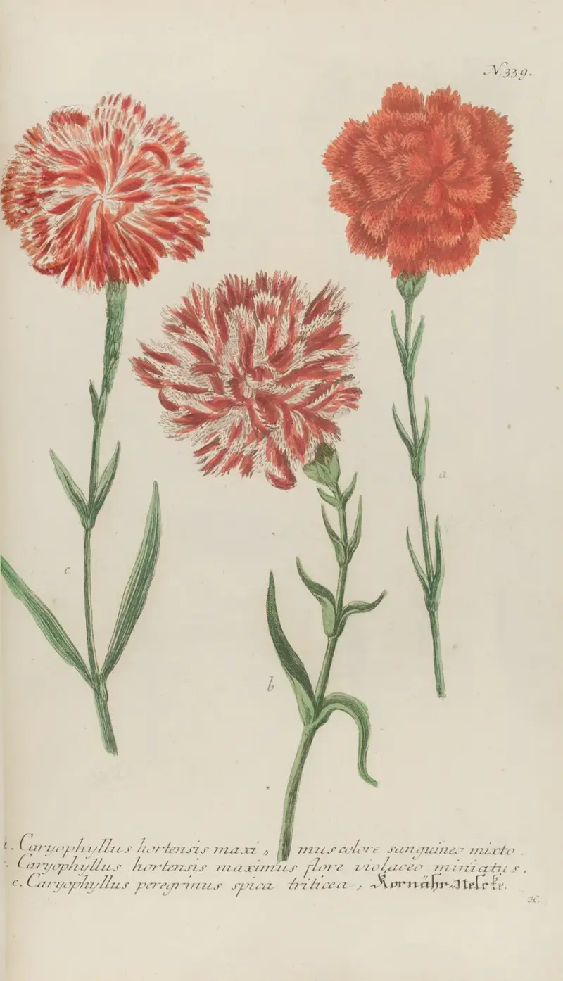 Phytanthoza iconographia Pl.062 av Johann Wilhelm Weinmann