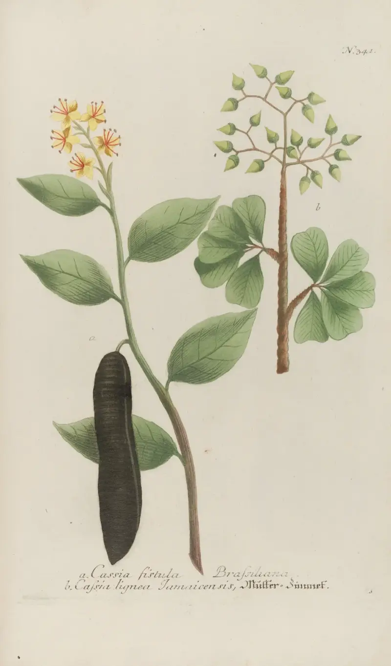 Phytanthoza iconographia Pl.064 av Johann Wilhelm Weinmann