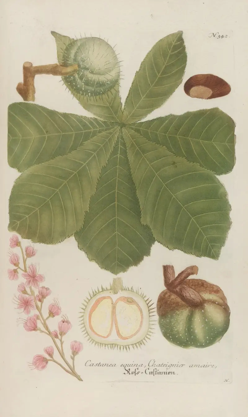 Phytanthoza iconographia Pl.065 av Johann Wilhelm Weinmann