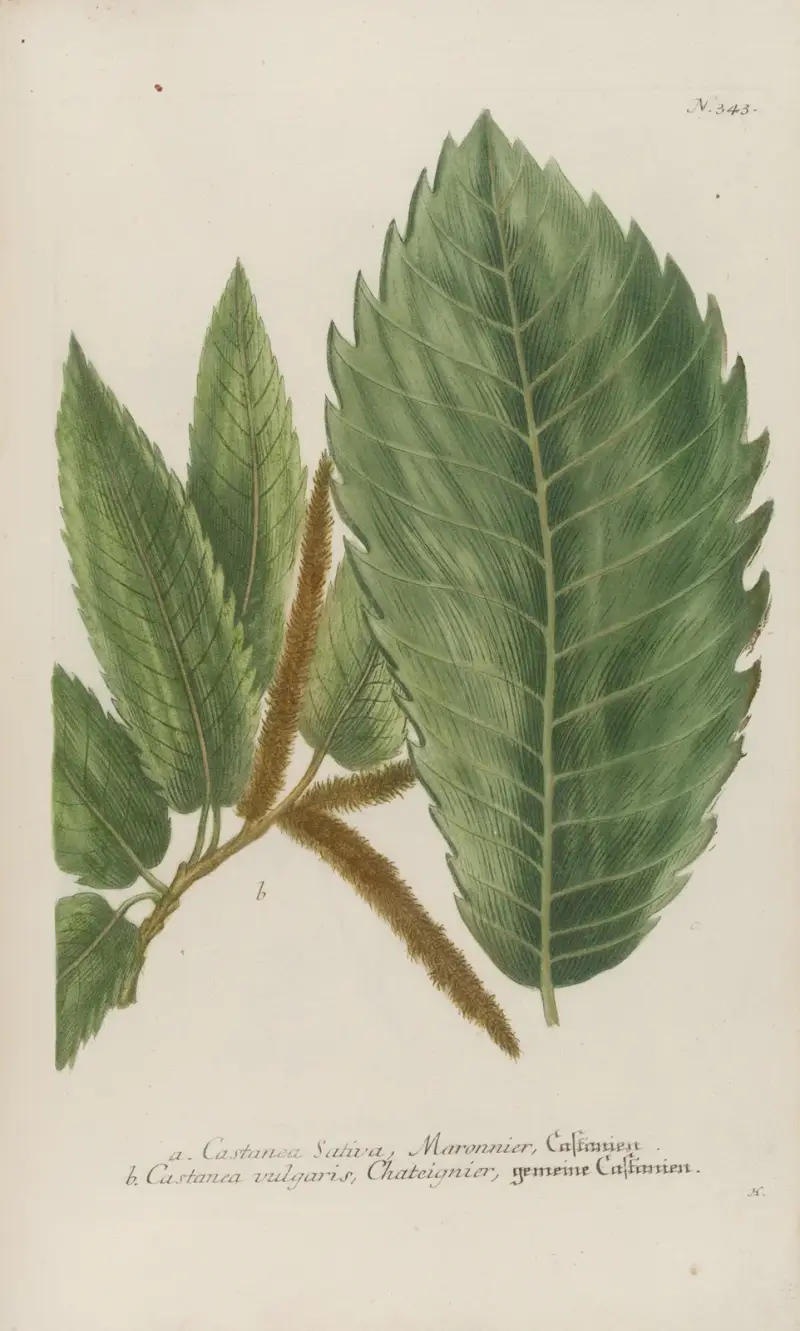 Phytanthoza iconographia Pl.066 av Johann Wilhelm Weinmann