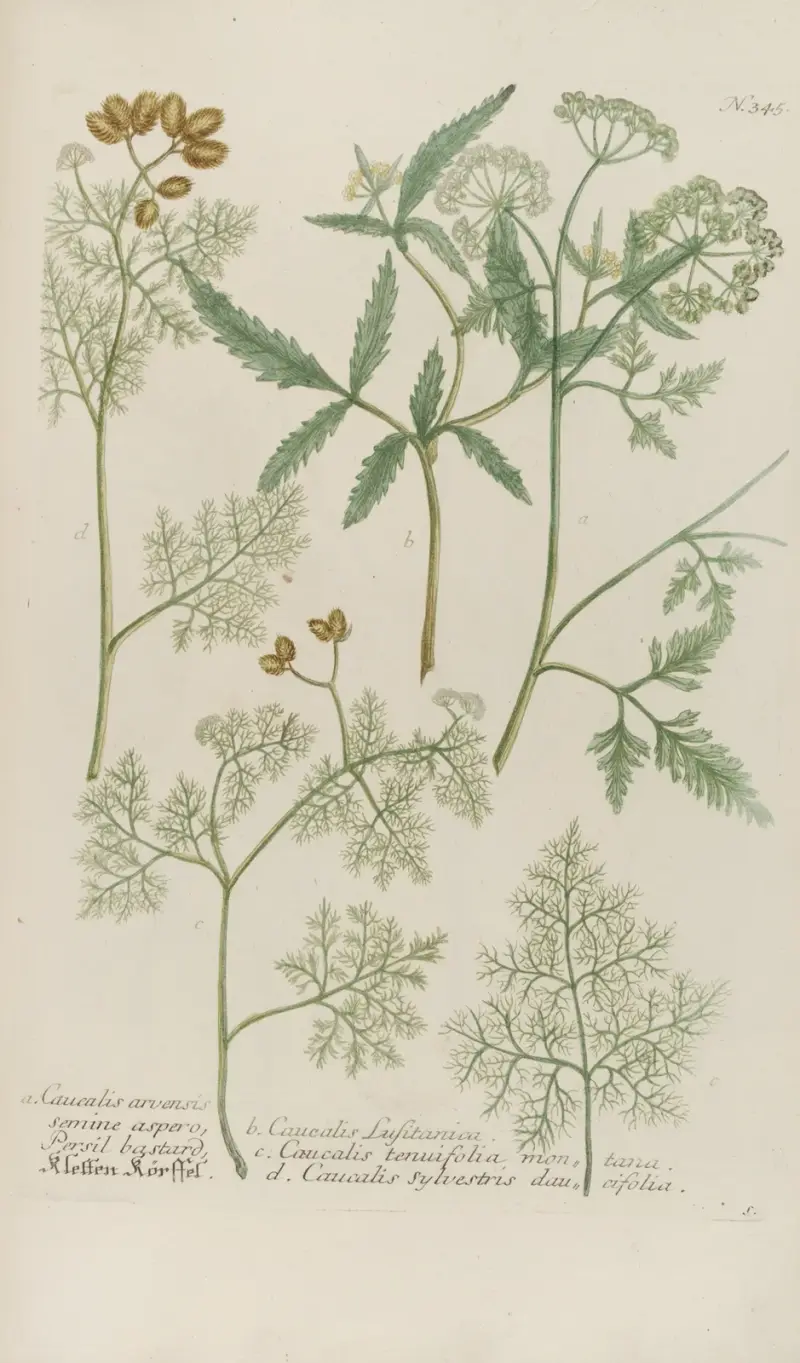 Phytanthoza iconographia Pl.068 av Johann Wilhelm Weinmann
