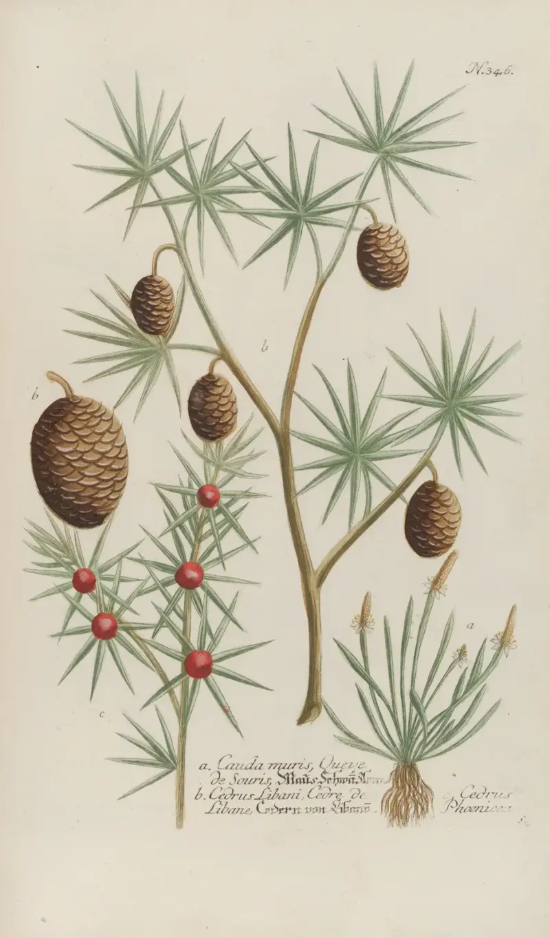 Phytanthoza iconographia Pl.069 av Johann Wilhelm Weinmann