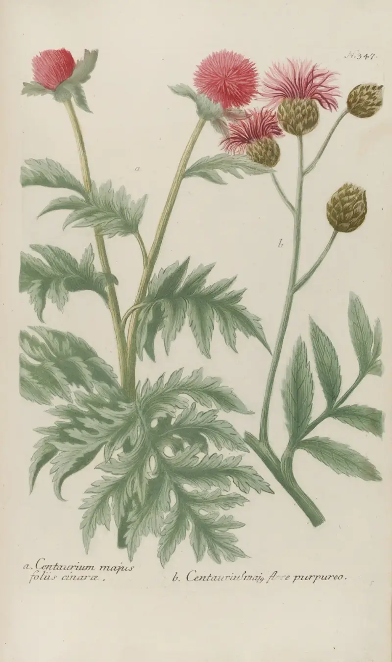 Phytanthoza iconographia Pl.070 av Johann Wilhelm Weinmann