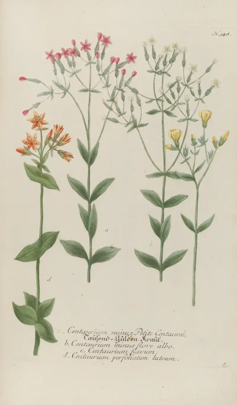 Phytanthoza iconographia Pl.071 av Johann Wilhelm Weinmann