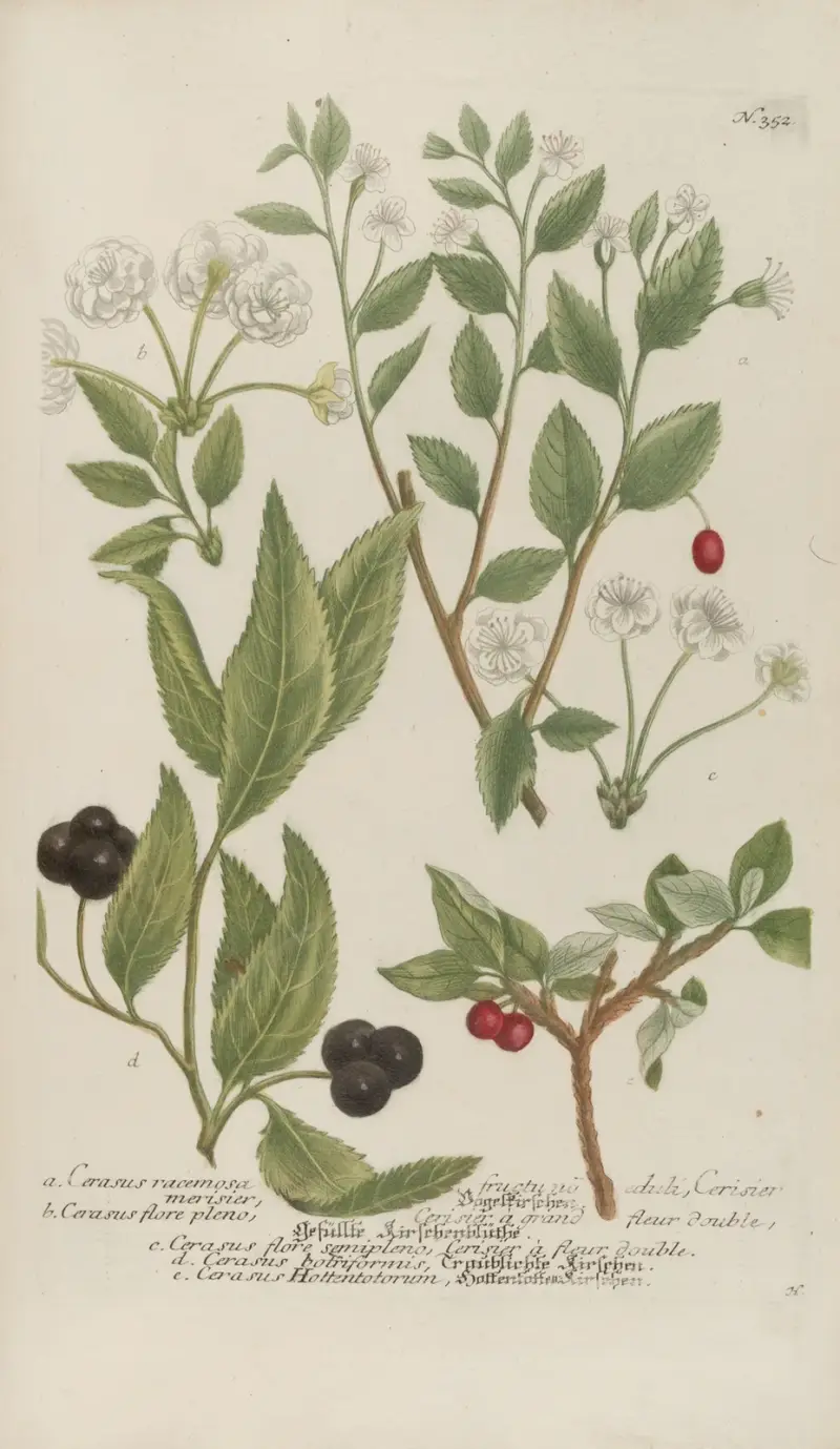 Phytanthoza iconographia Pl.075 av Johann Wilhelm Weinmann