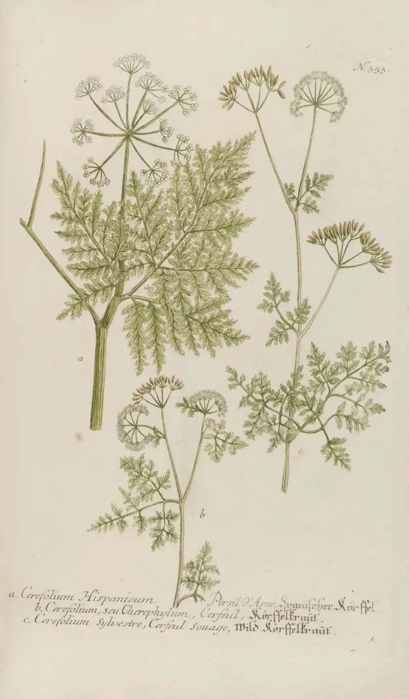Phytanthoza iconographia Pl.076 av Johann Wilhelm Weinmann