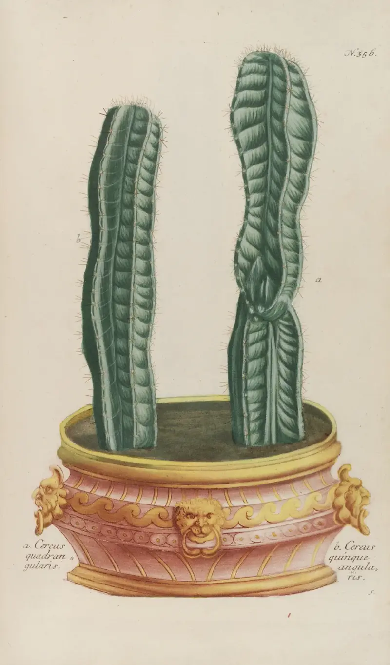 Phytanthoza iconographia Pl.079 av Johann Wilhelm Weinmann